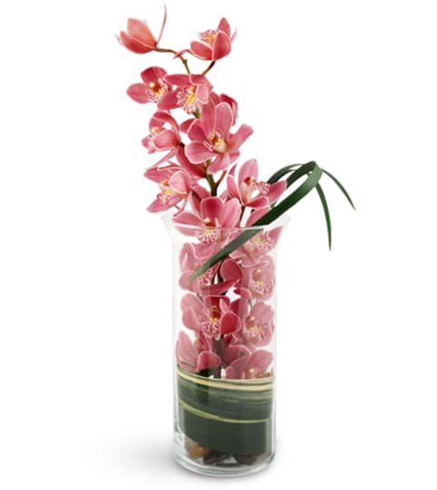 Peaceful Pink Orchids