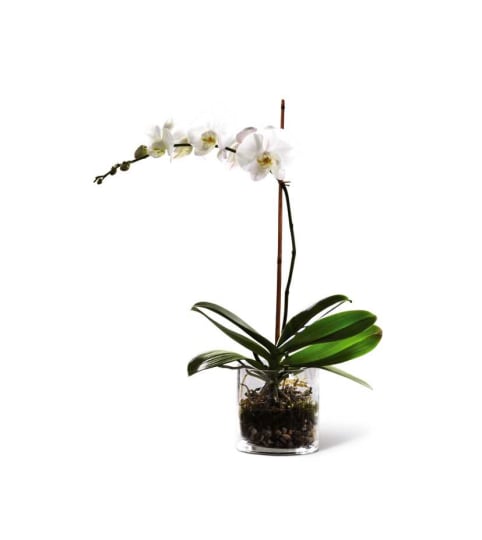 The FTD® White Orchid Planter