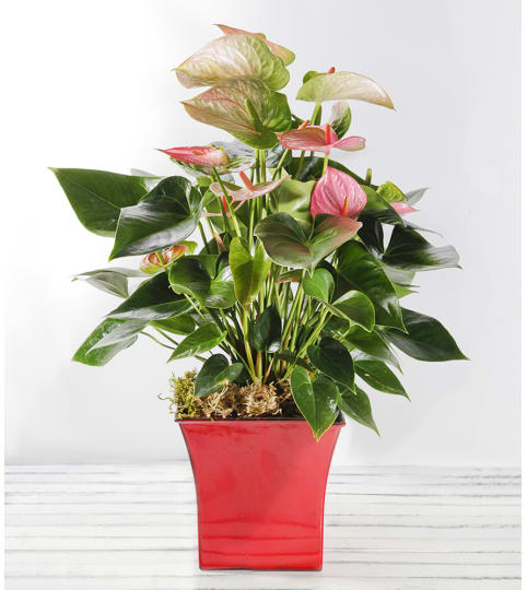 Decorative Anthurium Plant