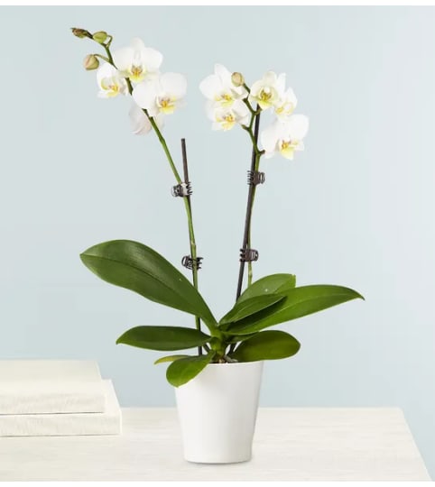 White Orchid Plant - Double