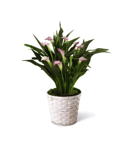 The FTD® Calla Lily Planter - White