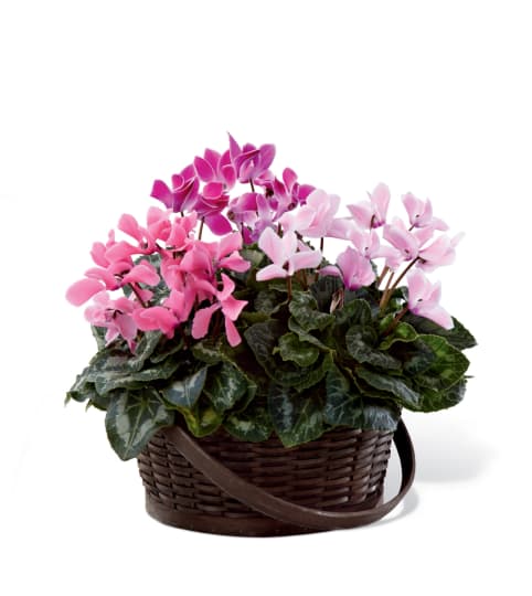 The FTD® Mixed Cyclamen Planter