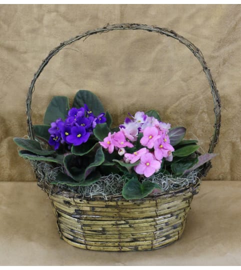 African Violet Basket of Color 
