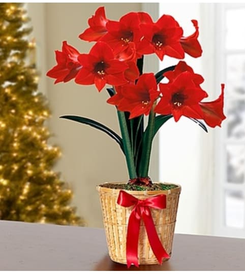 6" Amaryllis Plant in Basket