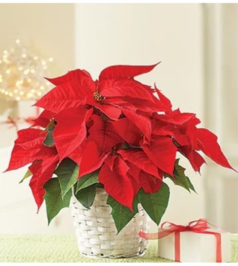 Poinsettia Plant for Sympathy