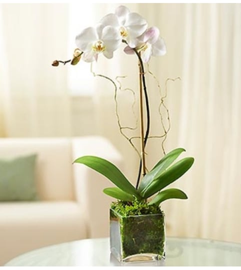 1 Stem White Phalaenopsis Orchid for Sympathy