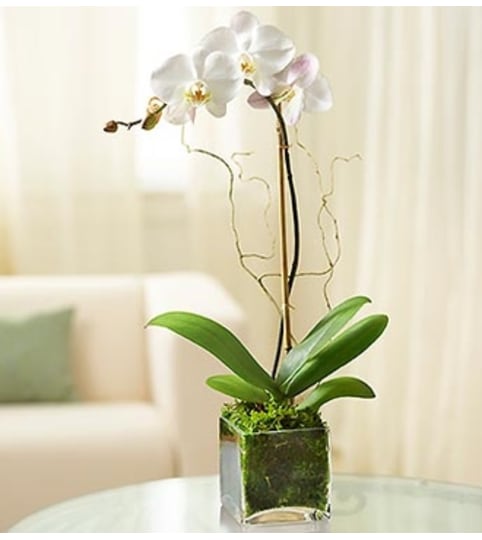 White Phalaenopsis Orchid for Sympathy