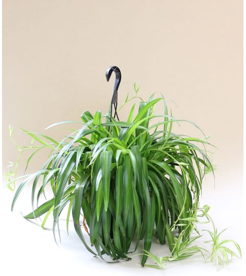 Hanging Spider Plant