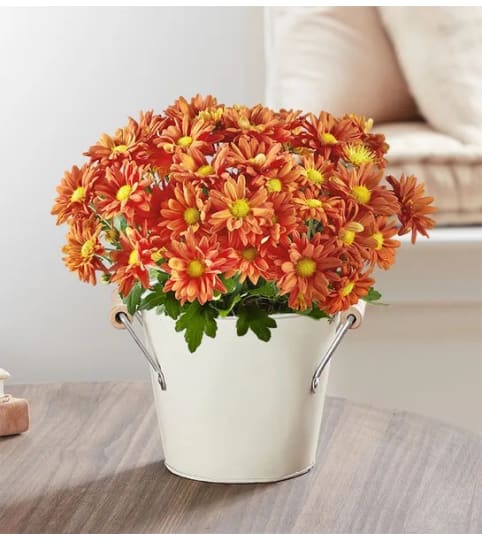 Fall Mum Plant 6. An arrangement by Flowers of Jacksonville.