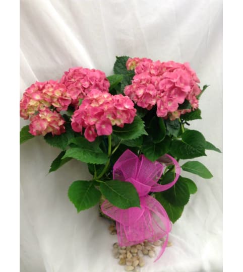 Pink Hydrangea Plant