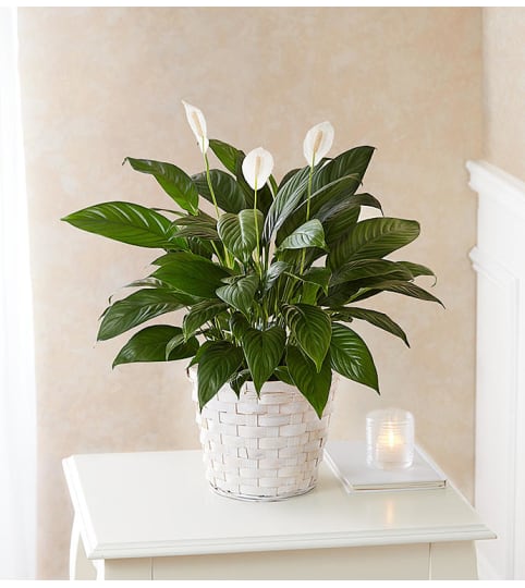 Peace Lily Plant for Sympathy