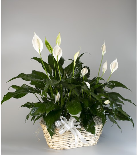 Seithel's Double Peace Lily in White Basket