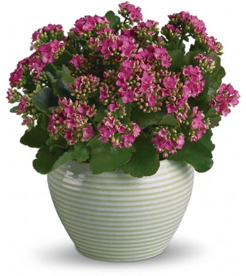 Bountiful Kalanchoe