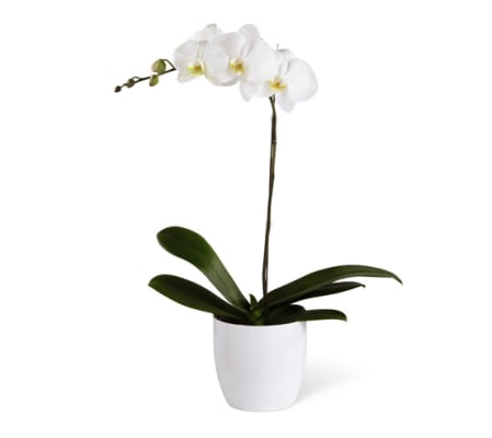 Orchid Plant