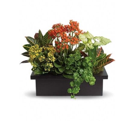 Stylish Plant Assortment