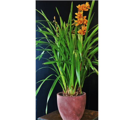 Striking Cymbidium Orchid