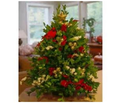 Oregon boxwood tree decorated