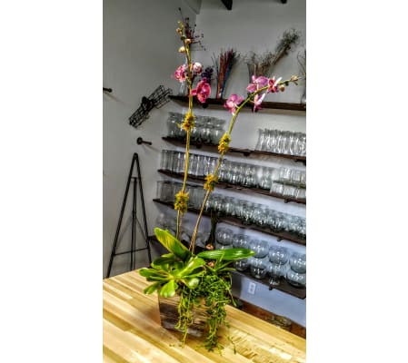 Urban Orchid Planter