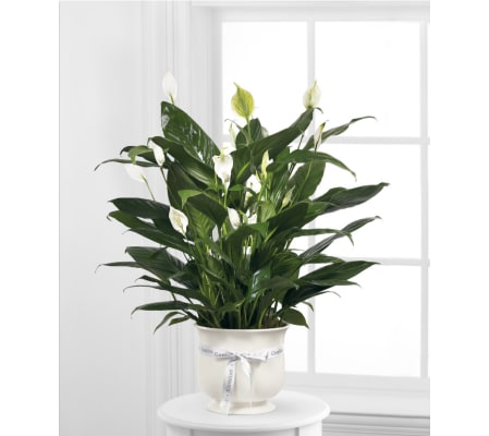 FTD comfort Planter