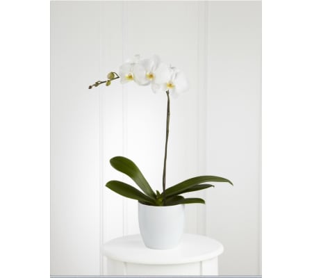 FTD white orchid planter