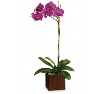 SUBLIME ORCHID