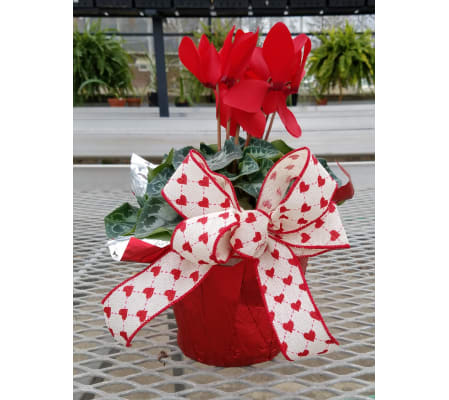 Cyclamen Love