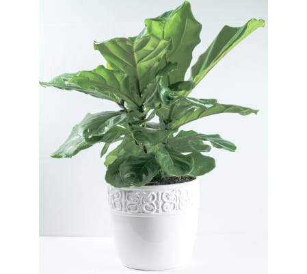 Ficus Lyrata (fiddle leaf-fig)