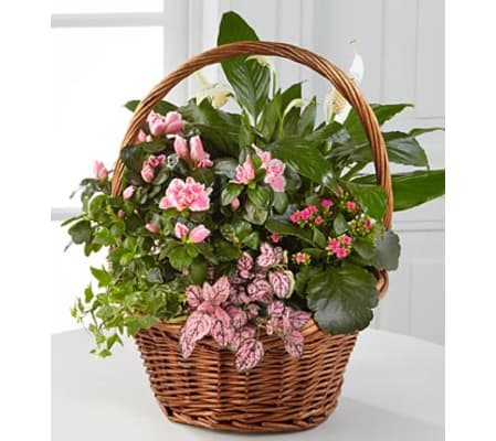Blooming and Greens