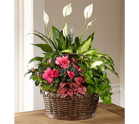 Blooms and greens Dishgarden