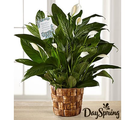 Peace Lily Plant