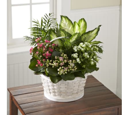 Dishgarden