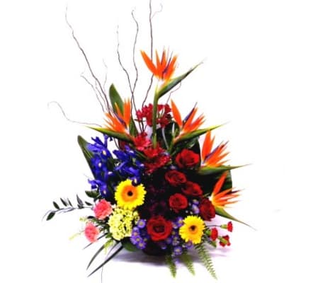 TROPICAL REMEMBRANCE
