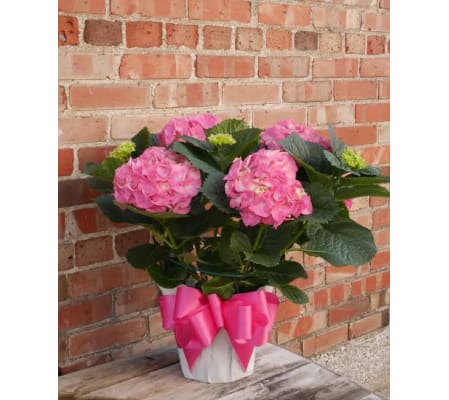 Pink Hydrangea