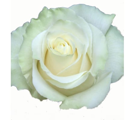 Dozen White Roses Long Stemmed