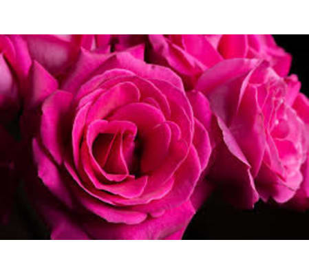1 Dozen Hot Pink Long Stemmed Roses