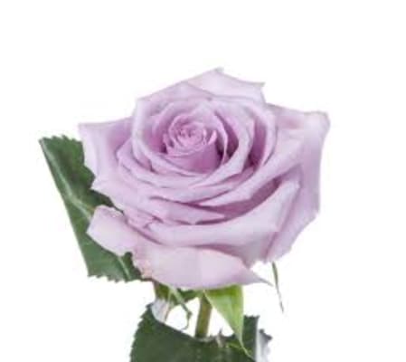 1 Dozen Lavender Long Stemmed roses in a vase