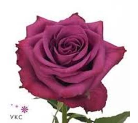 1 Dozen Blueberry Roses