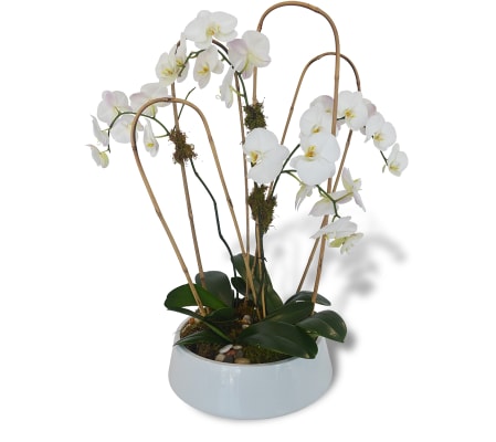 Four Phalaenopsis Orchids