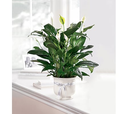 Comfort Planter by FTD