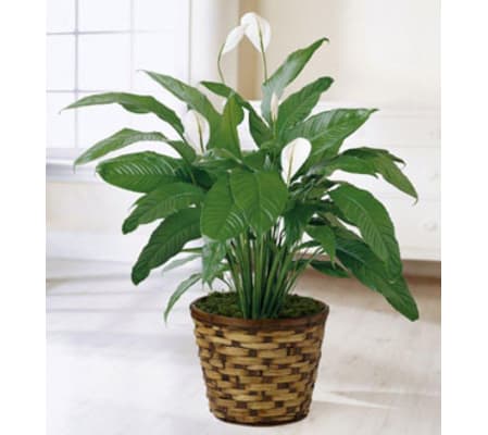 Peace Lily Plant