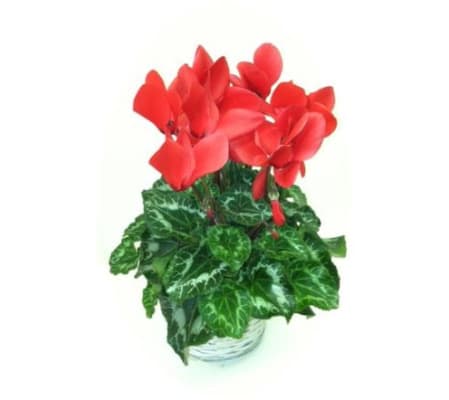 Red Cyclamen Plant