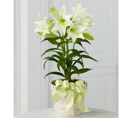 Double Stemmed Easter lily