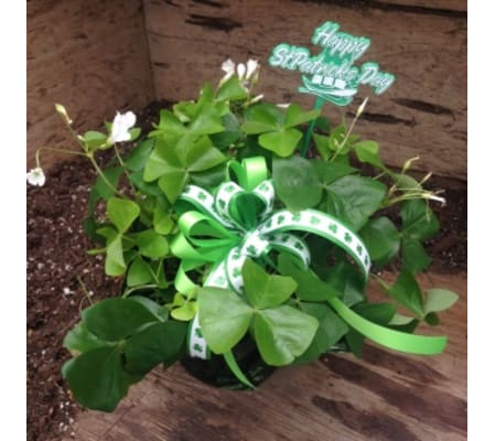 St. Patricks's Day Shamrock Plant