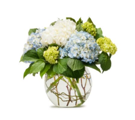Simply Hydrangea