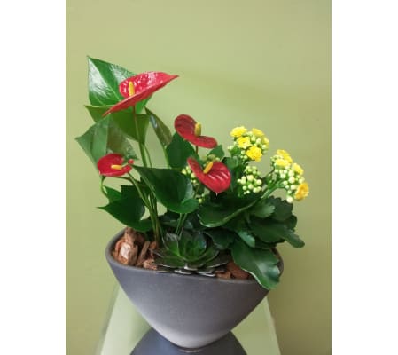 Small Anthurium Planter