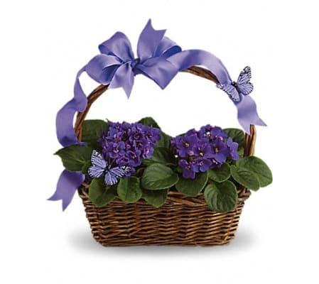 BUTTERFLIES and VIOLETS