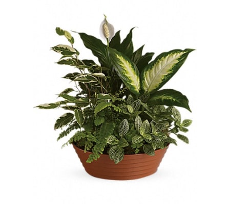 SERENE RETREAT PLANTER