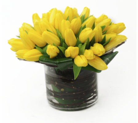 Tulip Fiesta