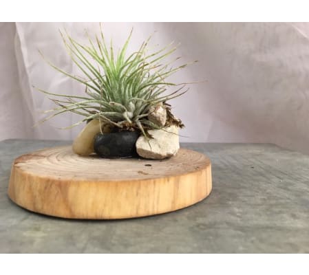 Tillandsia and Wood