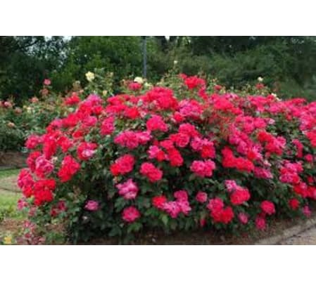 Knock Out Rose Bush